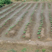 Crops are carefully chosen, depending on the soil.